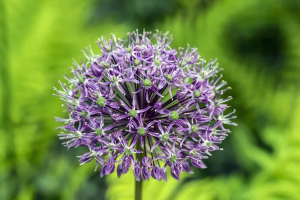 Onion flower — Stock Photo, Image