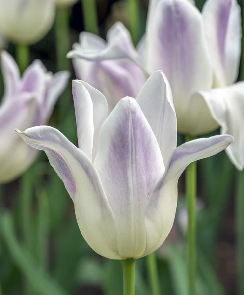 The tulip is  flowers in the genus Tulipa, — Stock Photo, Image