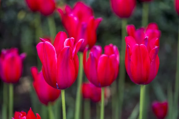 A tulipán is a nemzetség tulipa virágok, — Stock Fotó