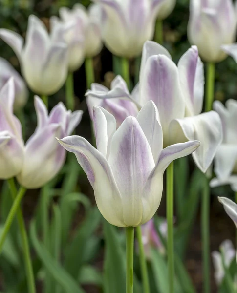 The tulip is  flowers in the genus Tulipa, — Stock Photo, Image