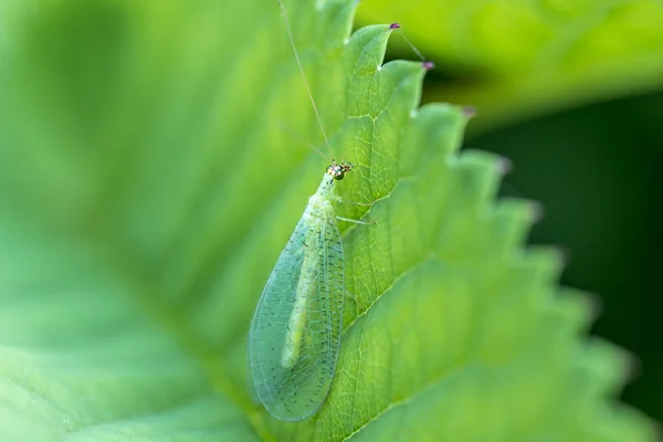 Anemone della palla — Foto Stock