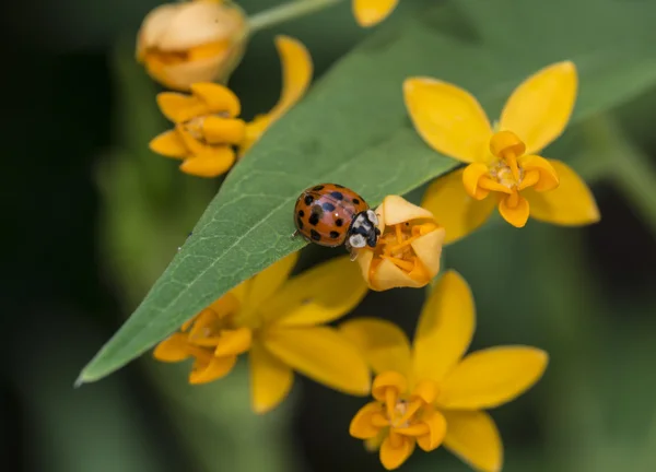 Ladybug в саду — стоковое фото