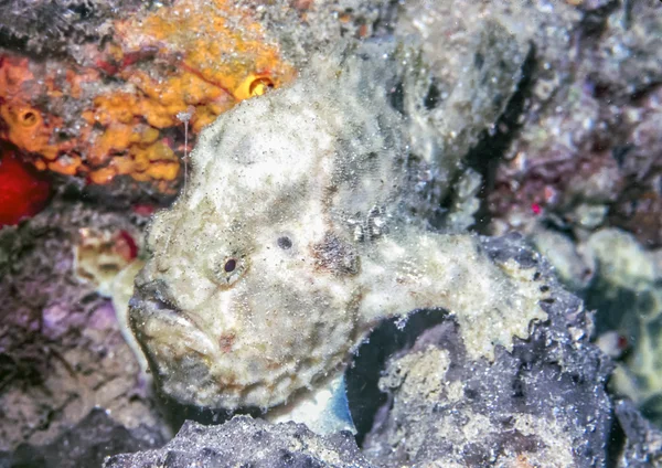 Arrecife de coral submarino — Foto de Stock