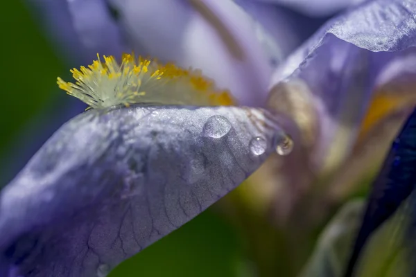 Iris germanica — Stockfoto