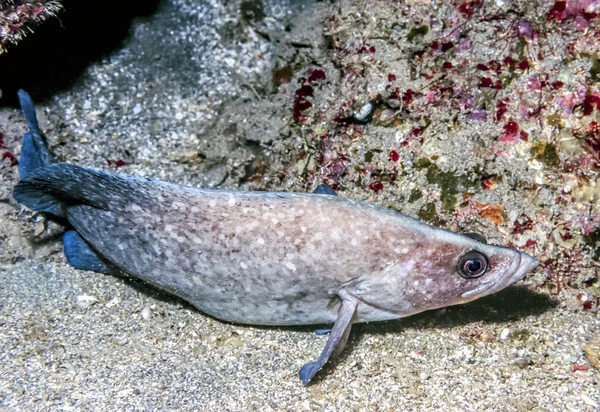 Μεγαλύτερη soapfish — Φωτογραφία Αρχείου