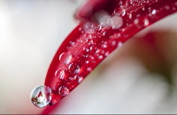 Water drops on flower — Stock Photo, Image