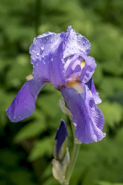 Iris germanica — Stockfoto