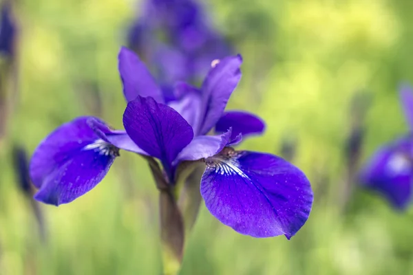 Iris versicolo eller lila iris — Stockfoto