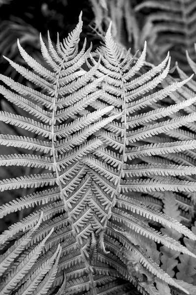 Green fern — Stock Photo, Image