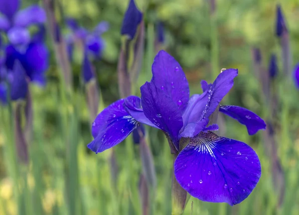 Iris versicolo o iris viola — Foto Stock