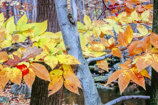 紅葉 — ストック写真