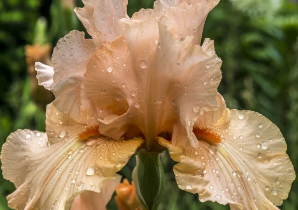 Iris germanica —  Fotos de Stock