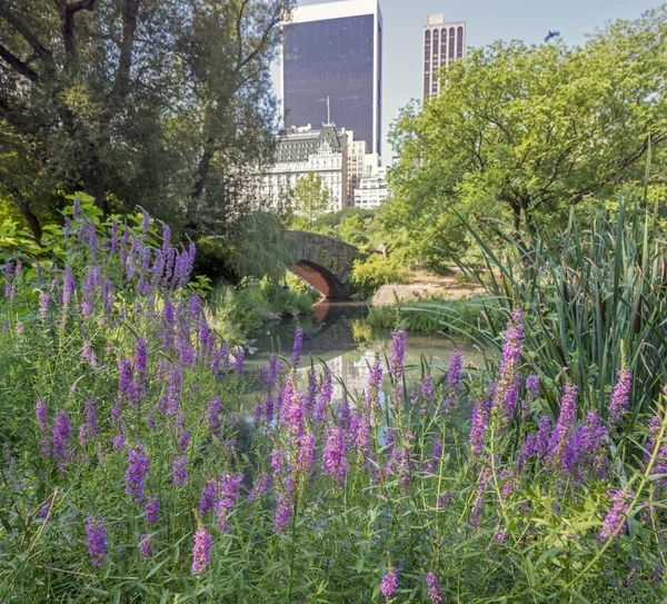 Gapstow Bridge Central Park, New York City — Stockfoto