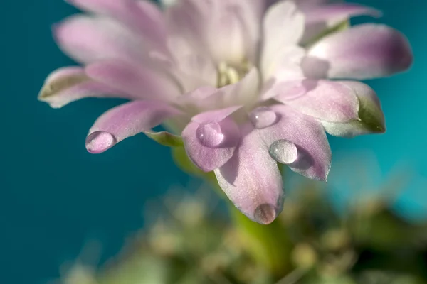 Water drops on cactus flower — Stock Photo, Image