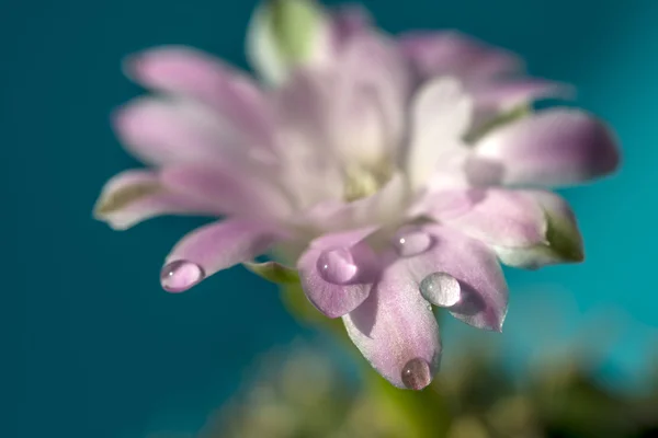 サボテンの花を水滴します。 — ストック写真