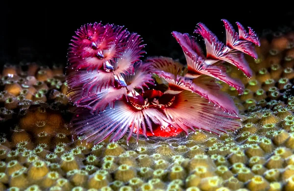 Spirobranchus giganteus, Christmas tree worms — Stock Photo, Image