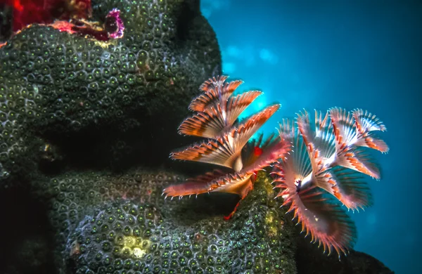 Spirobranchus giganteus, gusanos de árbol de Navidad — Foto de Stock