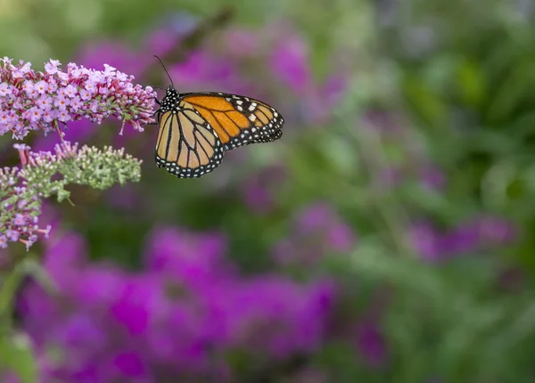 Borboleta monarca (danaus plexippus) — Fotografia de Stock