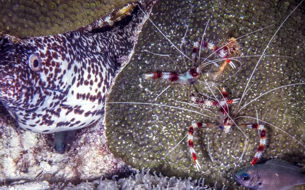 Gebänderte Korallengarnelen mit Muränen — Stockfoto