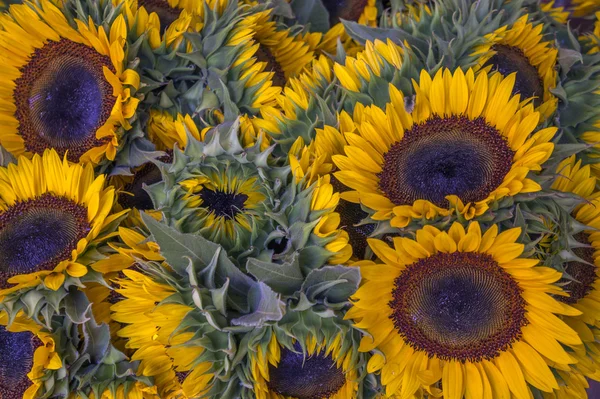 Sonnenblumen — Stockfoto