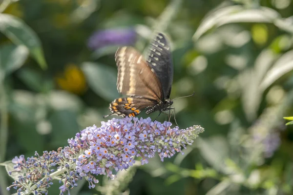 Spicebush Schwalbenschwanz, Papilio troilus Schwalbenschwanz Schmetterling — Stockfoto