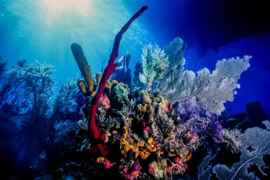 Underwater coral reef clipart