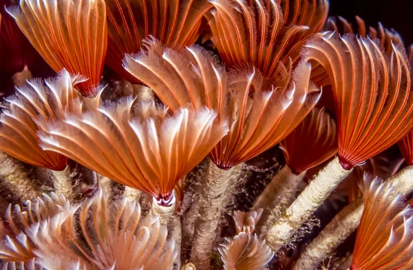 Social feather duster, Bispira brunnea — Stock Photo, Image