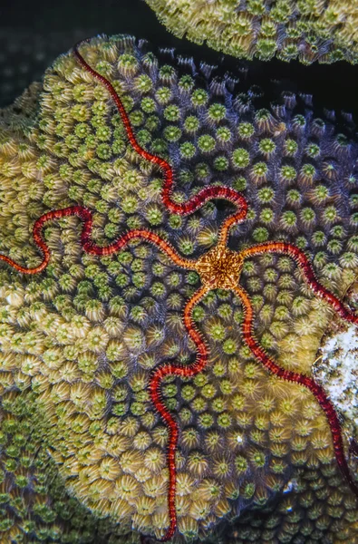 ruby Brittle star