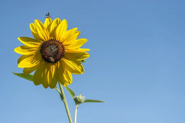 Helianthus or sunflowers — Stock Photo, Image