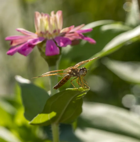 Ανατολική amberwing, Perithemis tenera — Φωτογραφία Αρχείου