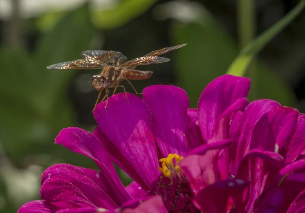 东部的 amberwing，Perithemis 投标 — 图库照片