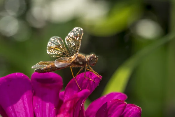 Östra amberwing, Perithemis tenera — Stockfoto