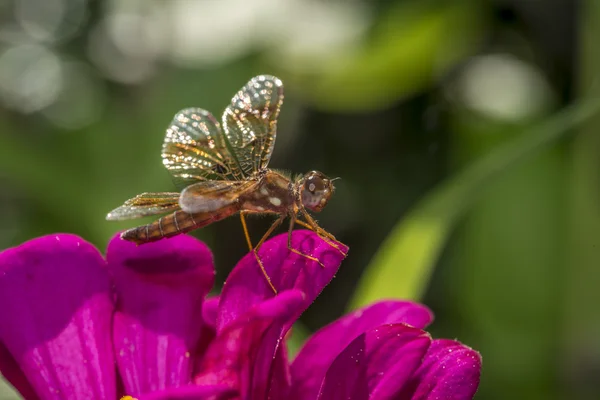 东部的 amberwing，Perithemis 投标 — 图库照片