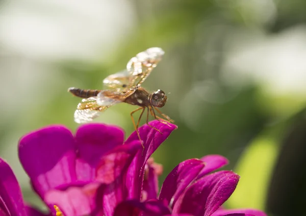 Amberwing oriental, Perithemis tenera —  Fotos de Stock