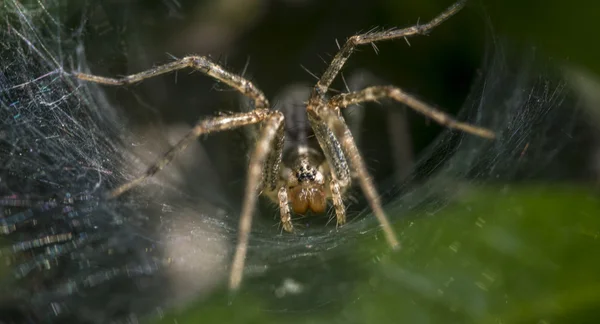 Aranha lobo — Fotografia de Stock