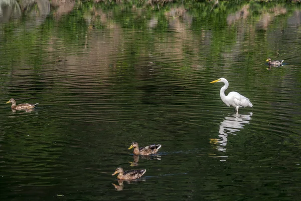 Garceta nevada (egretta thula) —  Fotos de Stock