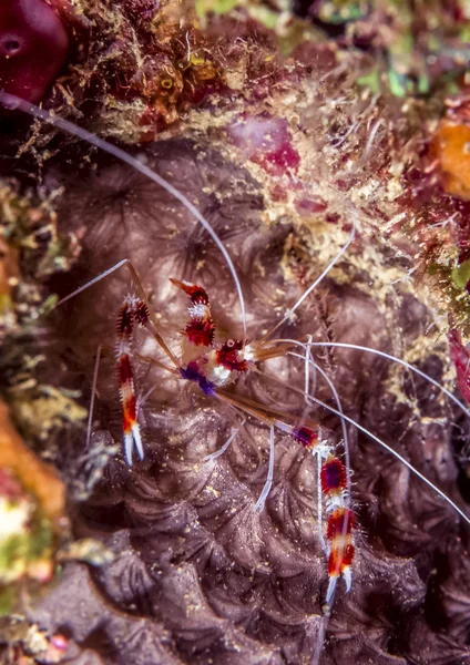 Crevettes corail baguées et crevettes nettoyantes baguées — Photo