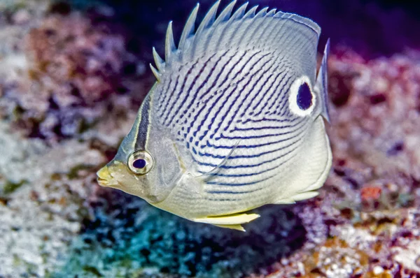 Chaetodon capistratus — Foto Stock