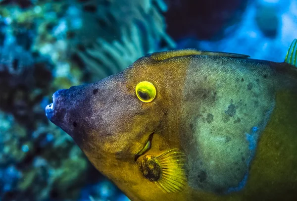 Filefish, Monacanthidae — Stockfoto