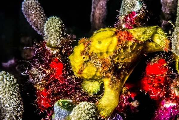 Рыбки-лягушки, семейство Antennariidae — стоковое фото