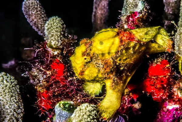 Frogfishes, family Antennariidae — Stock Photo, Image