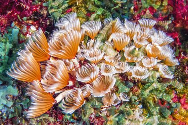 Sosyal tüy silgi, bispira brunnea
