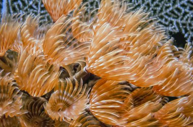 Sosyal tüy silgi, bispira brunnea