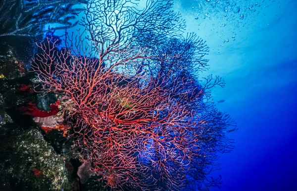 Underwater coral reef — Stock Photo, Image