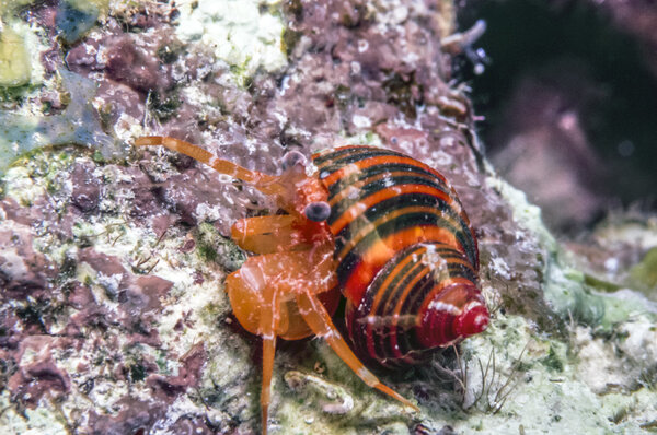 Polkadotted hermit crab