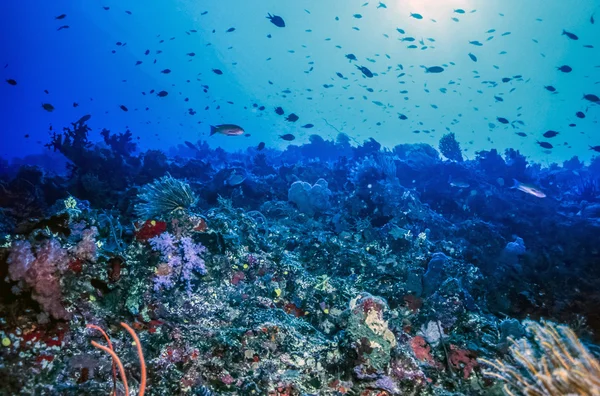 Underwater coral wall Fiji — Stock Photo, Image