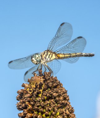  Yeşil darner