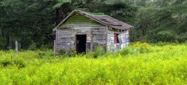 Ormandaki yaşlı döken