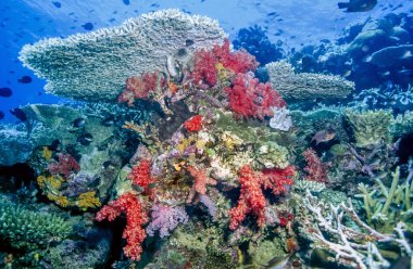 Mercan kayalığı Fiji