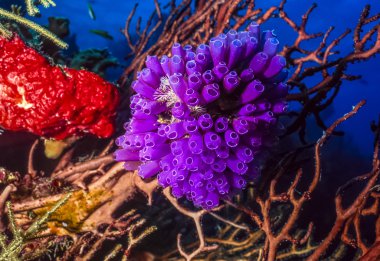 Purple tunicates clipart